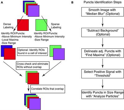 SynapseJ: An Automated, Synapse Identification Macro for ImageJ